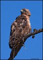 _0SB3841 red-tailed hawk